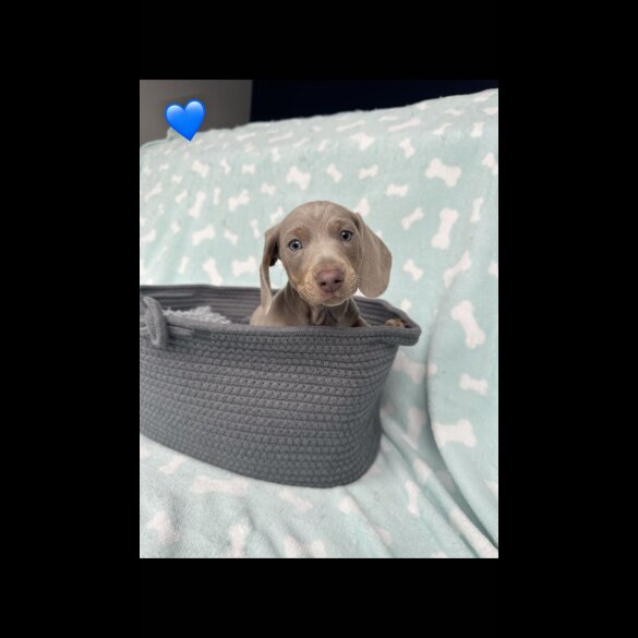 Dachshund (Miniature Smooth Haired)