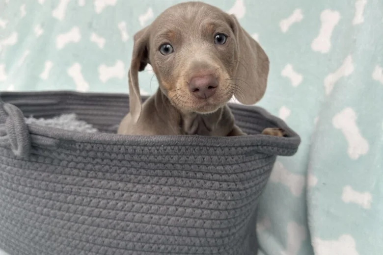 Dachshund (Miniature Smooth Haired)
