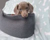 Dachshund (Miniature Smooth Haired)