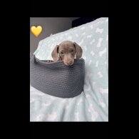 Dachshund (Miniature Smooth Haired)