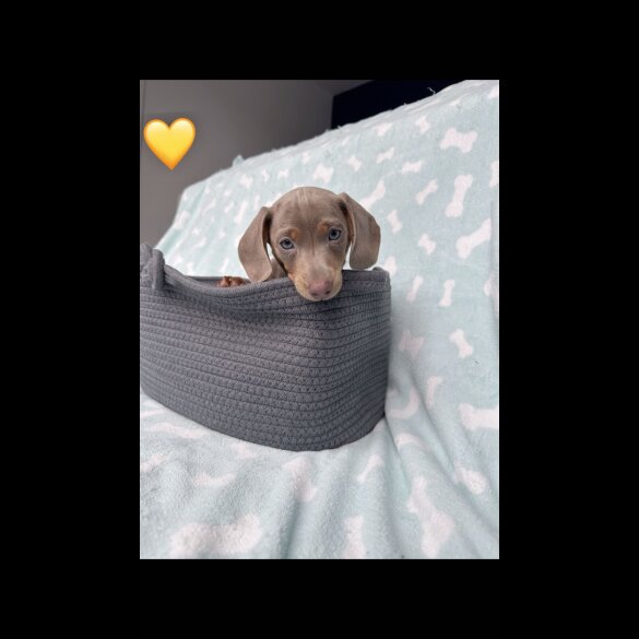 Dachshund (Miniature Smooth Haired)