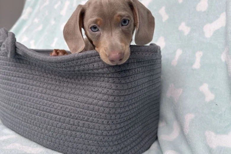Dachshund (Miniature Smooth Haired)