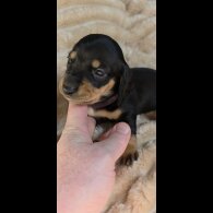 Dachshund (Miniature Smooth Haired)
