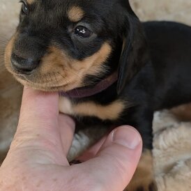 Dachshund (Miniature Smooth Haired)