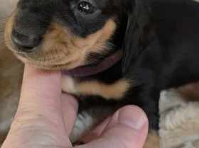 Dachshund (Miniature Smooth Haired)