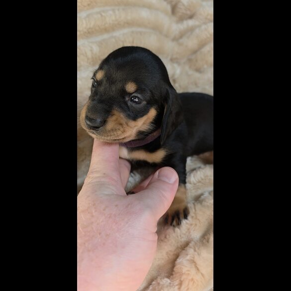 Dachshund (Miniature Smooth Haired)