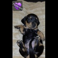 Dachshund (Miniature Smooth Haired)