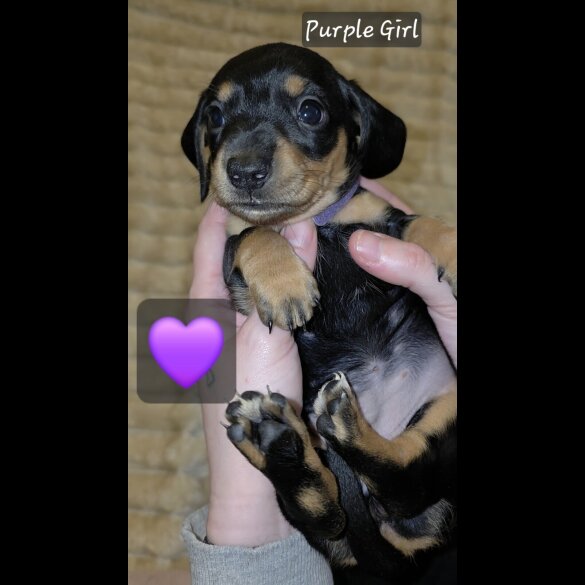 Dachshund (Miniature Smooth Haired)