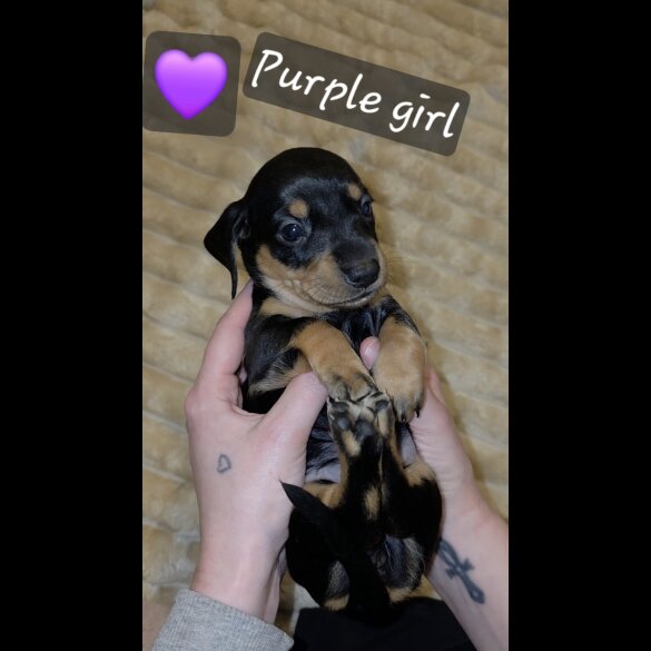 Dachshund (Miniature Smooth Haired)