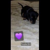 Dachshund (Miniature Smooth Haired)