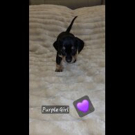 Dachshund (Miniature Smooth Haired)