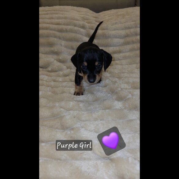 Dachshund (Miniature Smooth Haired)