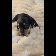 Dachshund (Miniature Smooth Haired)