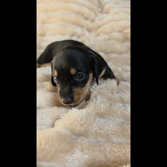 Dachshund (Miniature Smooth Haired)