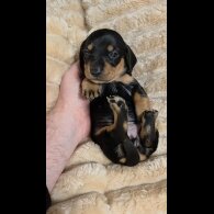Dachshund (Miniature Smooth Haired)