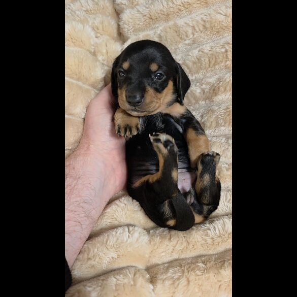 Dachshund (Miniature Smooth Haired)