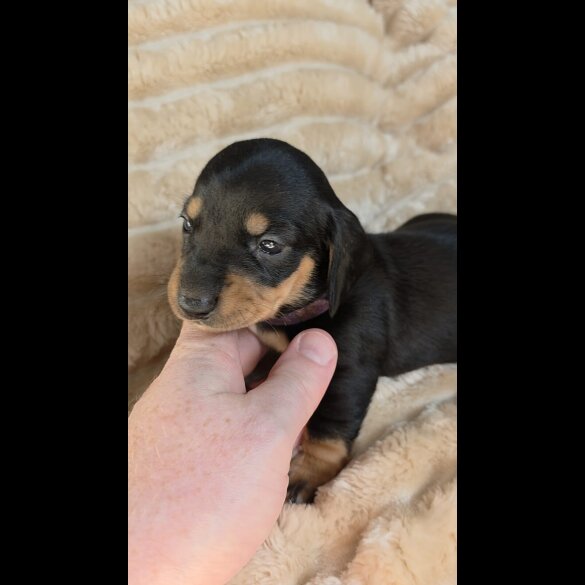 Dachshund (Miniature Smooth Haired)