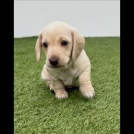 Dachshund (Miniature Smooth Haired)