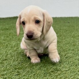 Dachshund (Miniature Smooth Haired)
