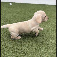 Dachshund (Miniature Smooth Haired)