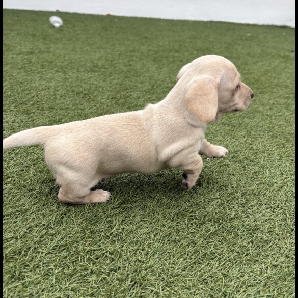 Dachshund (Miniature Smooth Haired)