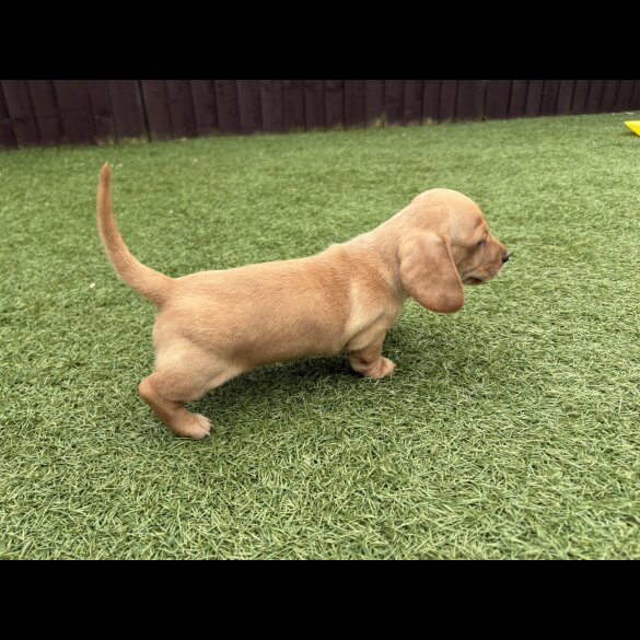 Dachshund (Miniature Smooth Haired)