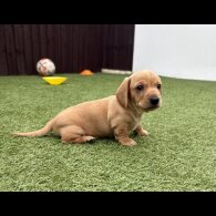 Dachshund (Miniature Smooth Haired)