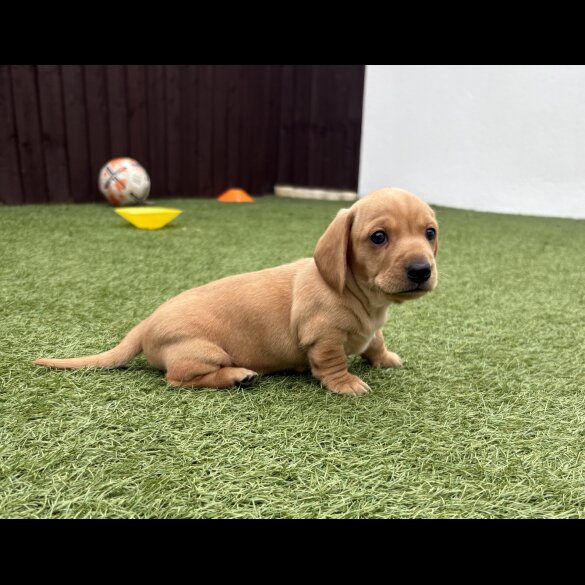 Dachshund (Miniature Smooth Haired)
