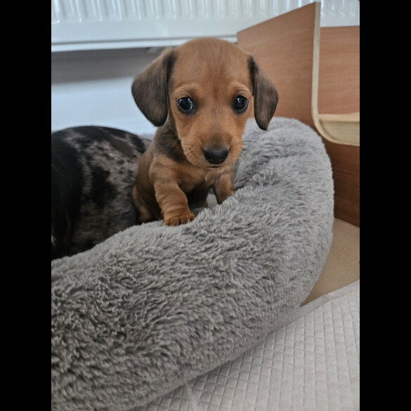 Dachshund (Miniature Smooth Haired)