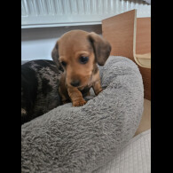 Dachshund (Miniature Smooth Haired)