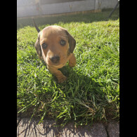 Dachshund (Miniature Smooth Haired)