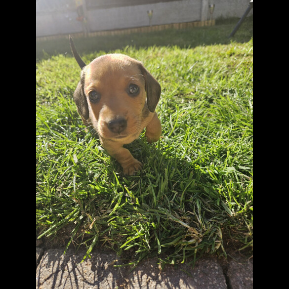 Dachshund (Miniature Smooth Haired)