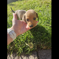 Dachshund (Miniature Smooth Haired)