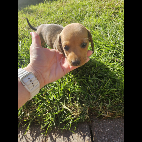 Dachshund (Miniature Smooth Haired)