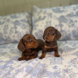 Dachshund (Miniature Smooth Haired)
