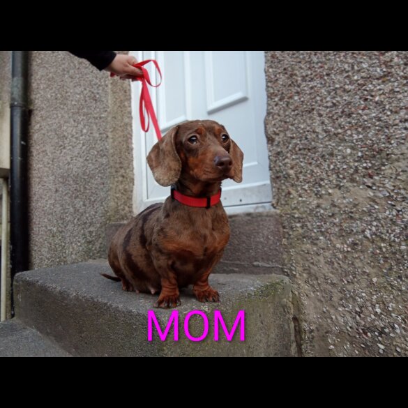 Dachshund (Miniature Smooth Haired)
