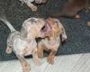Dachshund (Miniature Smooth Haired)