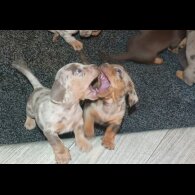 Dachshund (Miniature Smooth Haired)