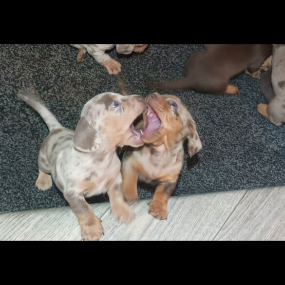 Dachshund (Miniature Smooth Haired)