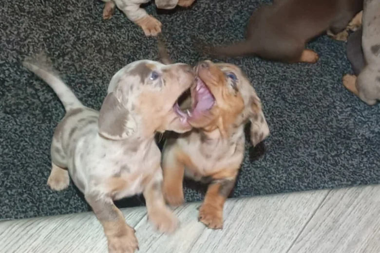 Dachshund (Miniature Smooth Haired)