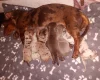 Dachshund (Miniature Smooth Haired)