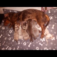 Dachshund (Miniature Smooth Haired)