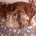 Dachshund (Miniature Smooth Haired)