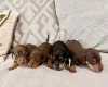 Dachshund (Miniature Smooth Haired)