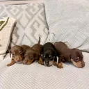 Dachshund (Miniature Smooth Haired)