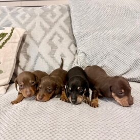 Dachshund (Miniature Smooth Haired)