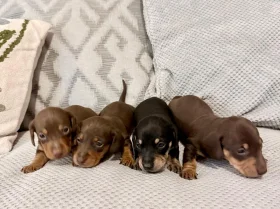 Dachshund (Miniature Smooth Haired)