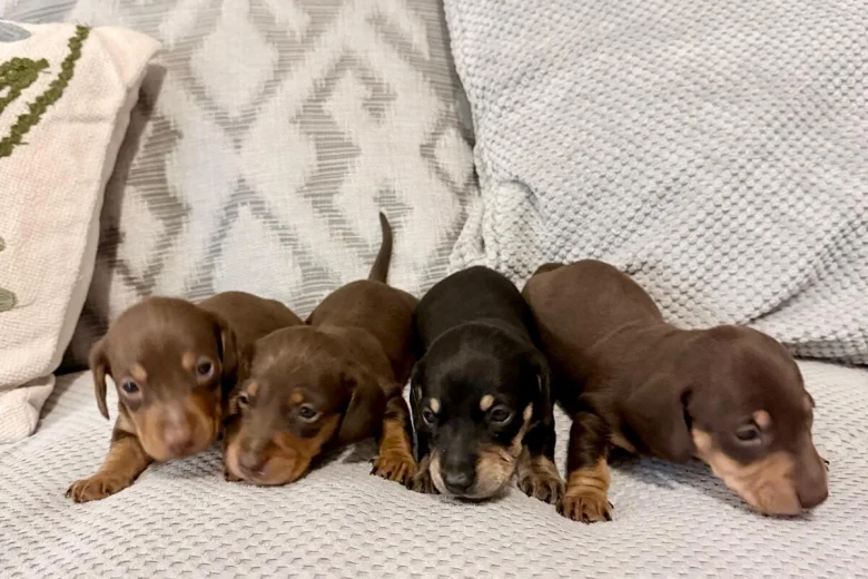 Dachshund (Miniature Smooth Haired)