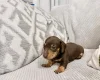 Dachshund (Miniature Smooth Haired)