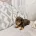 Dachshund (Miniature Smooth Haired)
